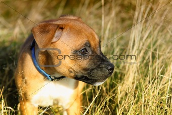 Staffordshire Bull-Terrier Puppy