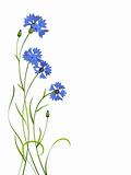 blue cornflower bouquet pattern isolated