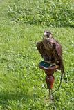falcon sitting on a perch