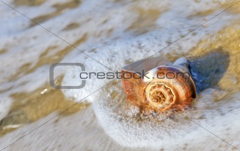 shell in the sea