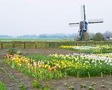 windmill with tulips and daffodils near Offem, Netherlands
