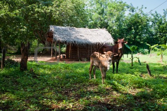Traditional asian rural house and cows