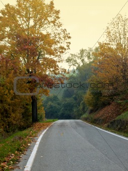 road in Autumn woods