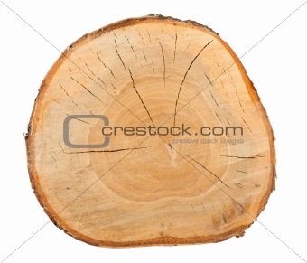 Top view of a birch stump