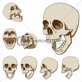 Seven skulls set