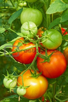Red and green tomatoes in greenhouse