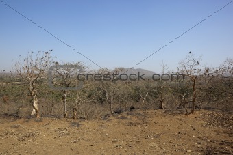 dry deciduous forest