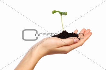 plant in the women hands