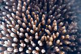 Acropora Coral 