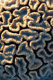brain coral, Flavia SP