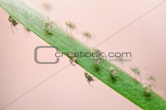 baby spiders in nature