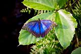 The Peleides Blue Morpho butterfly, Morpho peleides
