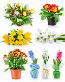 set spring flowers with green leaves