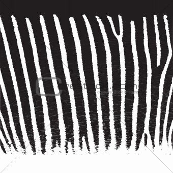 Pattern zebra fur, vector background, EPS10