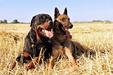 malinois and rottweiler