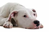 young  dogo argentino