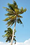 Two coconut trees