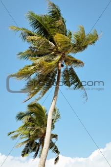 Two coconut trees