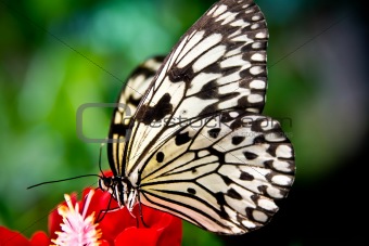the paper kite butterfly, Rice Paper or Large Tree Nymph, idea l