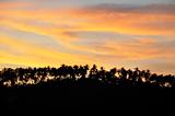 Silhouettes of Palm Trees at a Beautiful Sunset