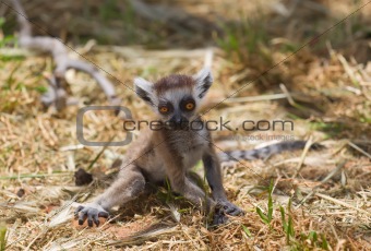 Lemur baby