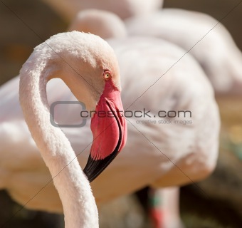 Portrait of very nice great flamingo 