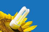 energy saving bulb and sunflower
