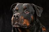 Pure bred rottweiler