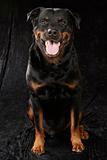 Pure bred rottweiler