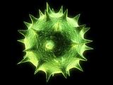 isolated virus