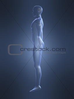 human body shape