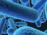 blue bacteria