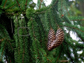 Pair of Pine Cones on tree