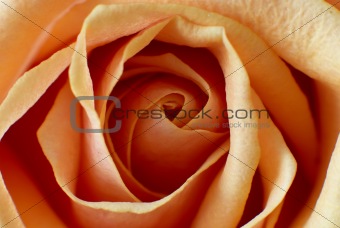 Orange rose - macro