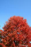 Autumn Red Tree