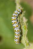 Figure of Eight moth caterpillar