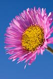 Erigeron Speciosus Charity