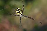 Wasp spider female