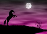 Horse in the moonlight