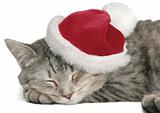 The grey cat sleeps in a New Year's cap