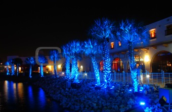 Palms under blue light