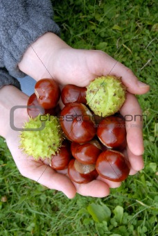 Chestnuts in hands