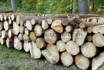 pile of Wood