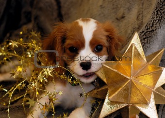 Puppy Star