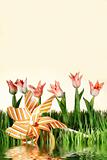 Pink spring tulips on white background
