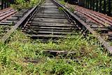 deserted railway track and plant in the parks