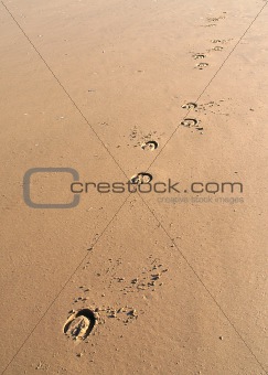 Horseprints