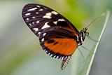 Butterfly - Heliconius hecale