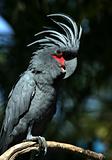 Black parrot