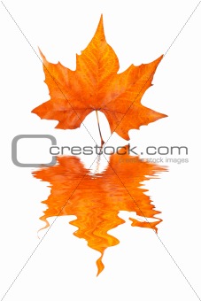 Maple leaf reflected